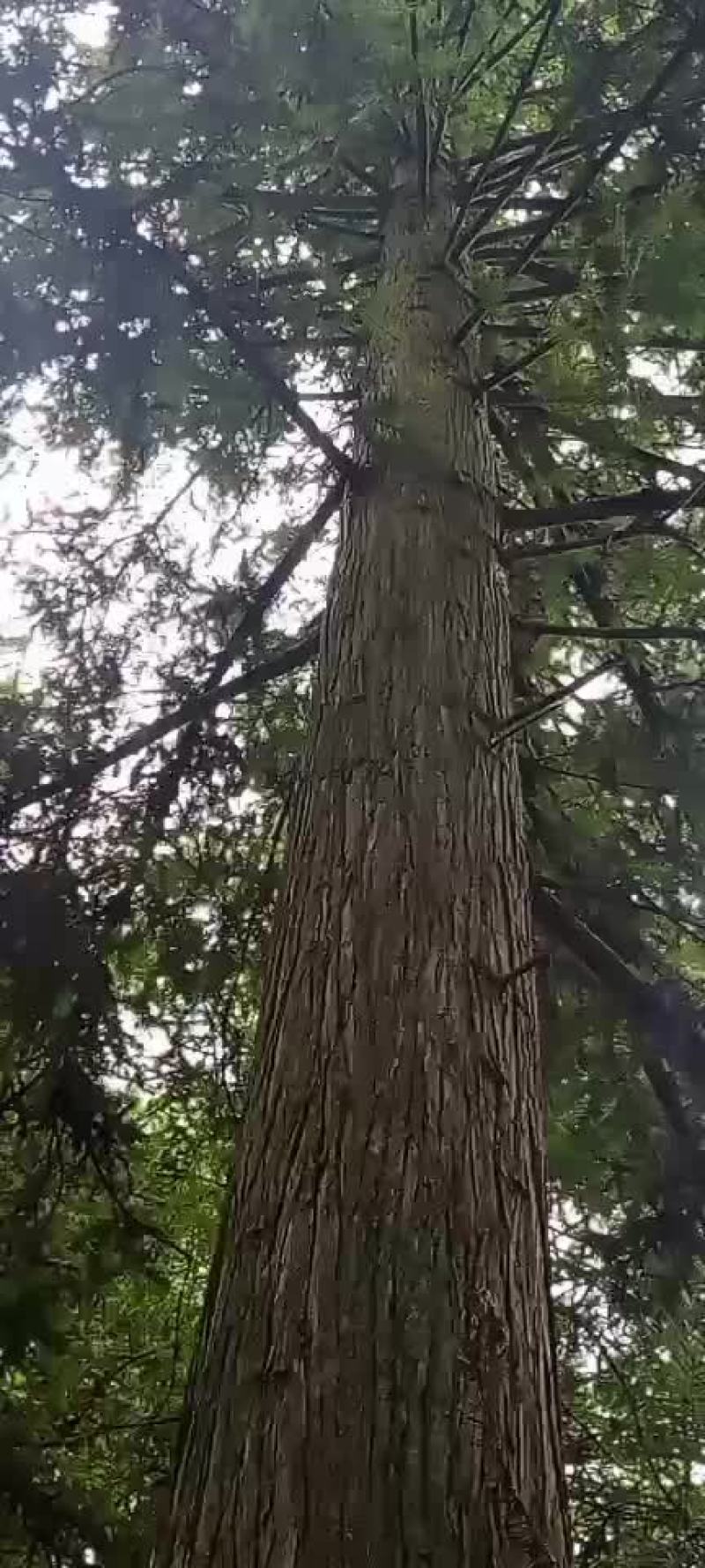 杉木
