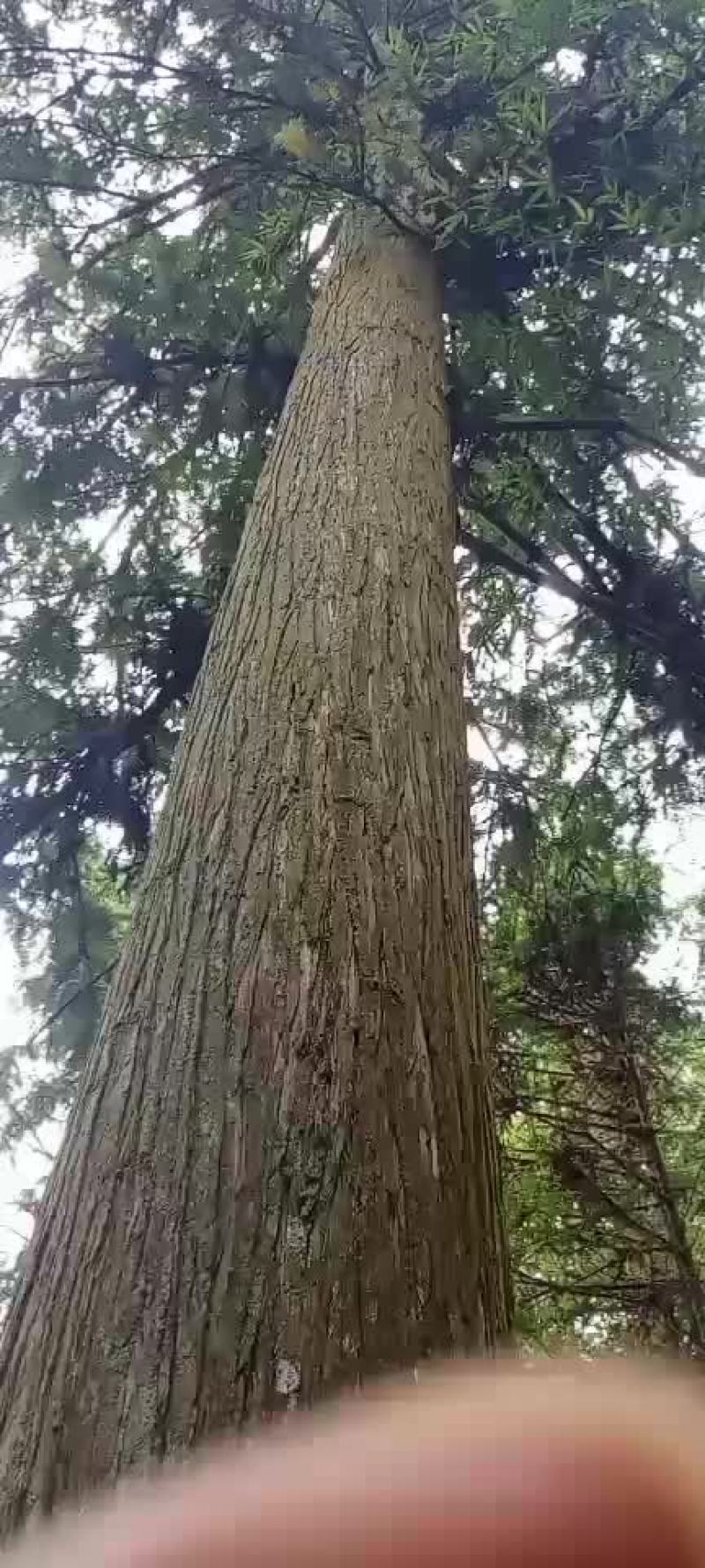杉木