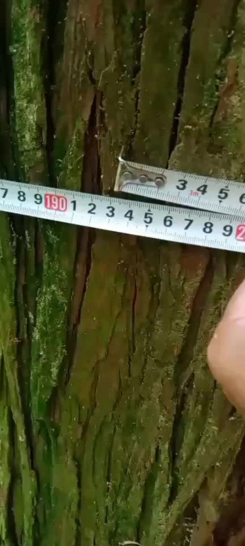 杉木