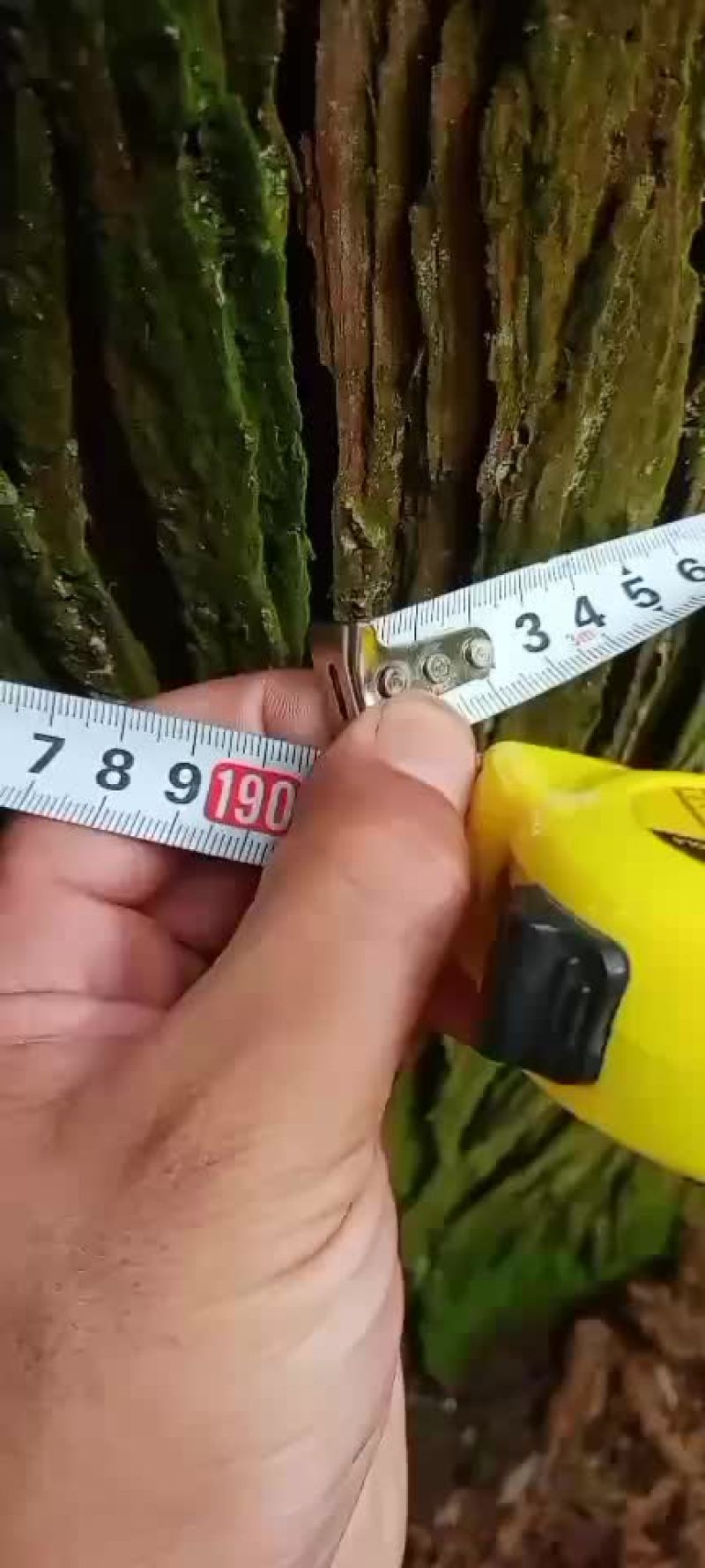 杉木