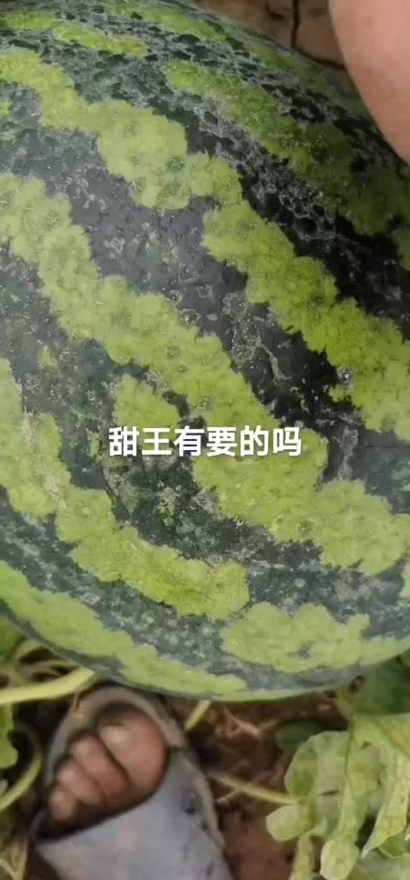 甜王