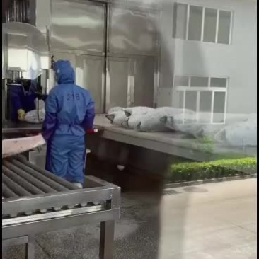 大目金枪鱼