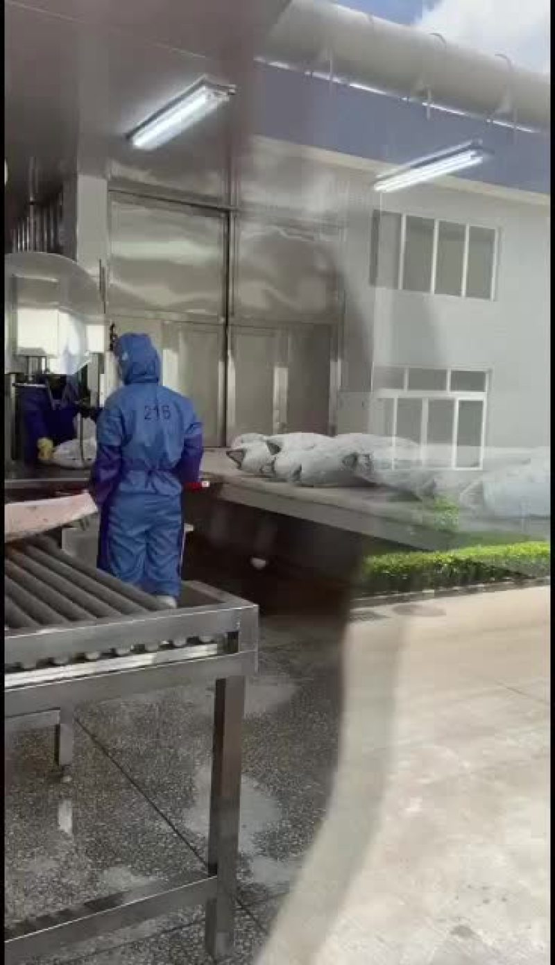 大目金枪鱼