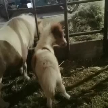 进口设特兰矮马个人饲养宠物