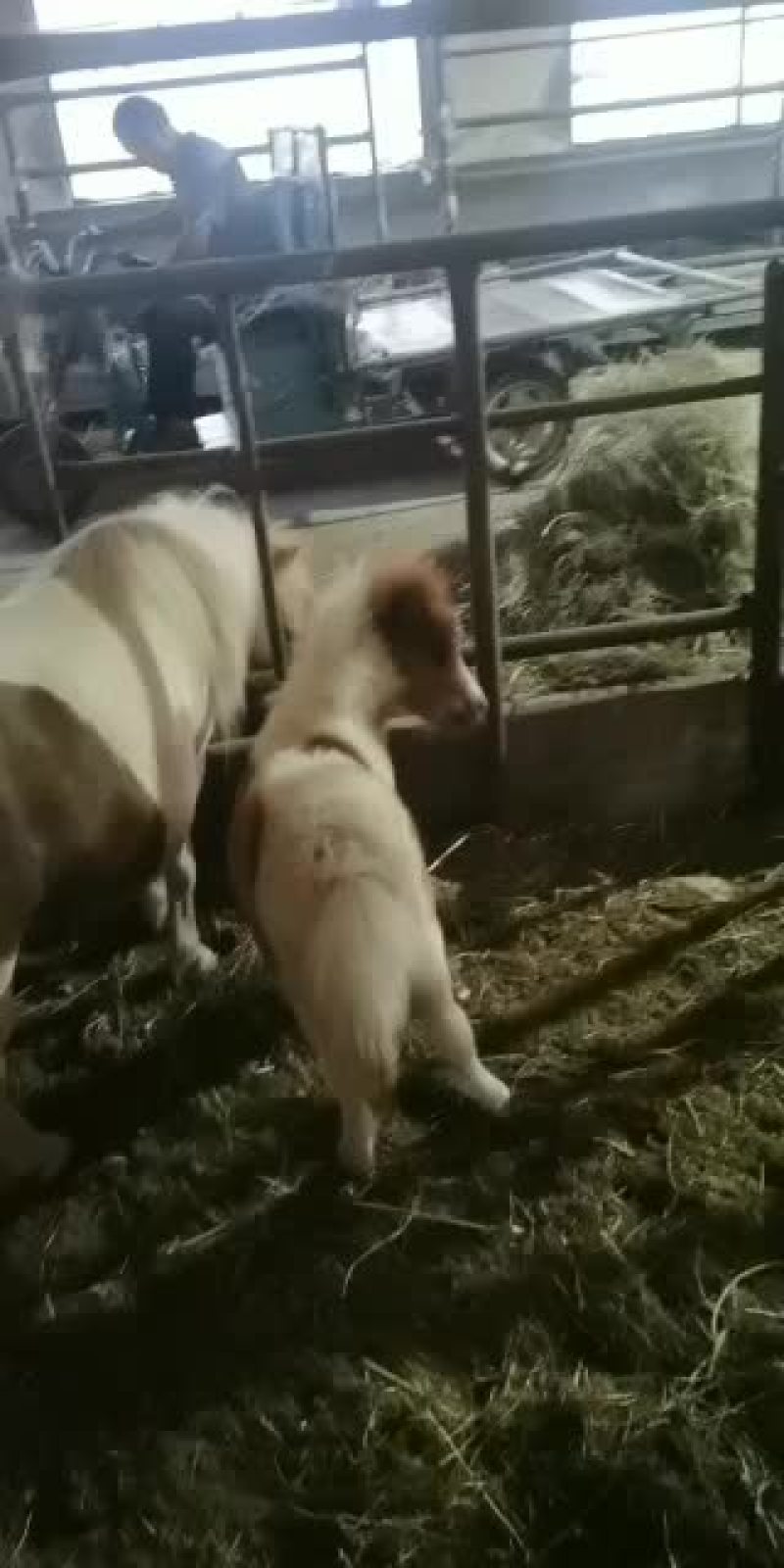 进口设特兰矮马个人饲养宠物