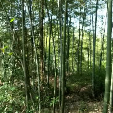 湖南楠竹，贵州楠竹，贵州刚竹