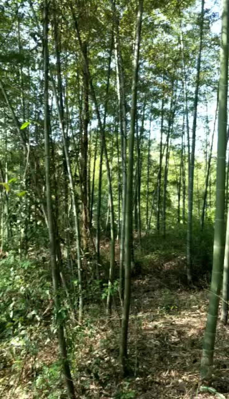 湖南楠竹，贵州楠竹，贵州刚竹