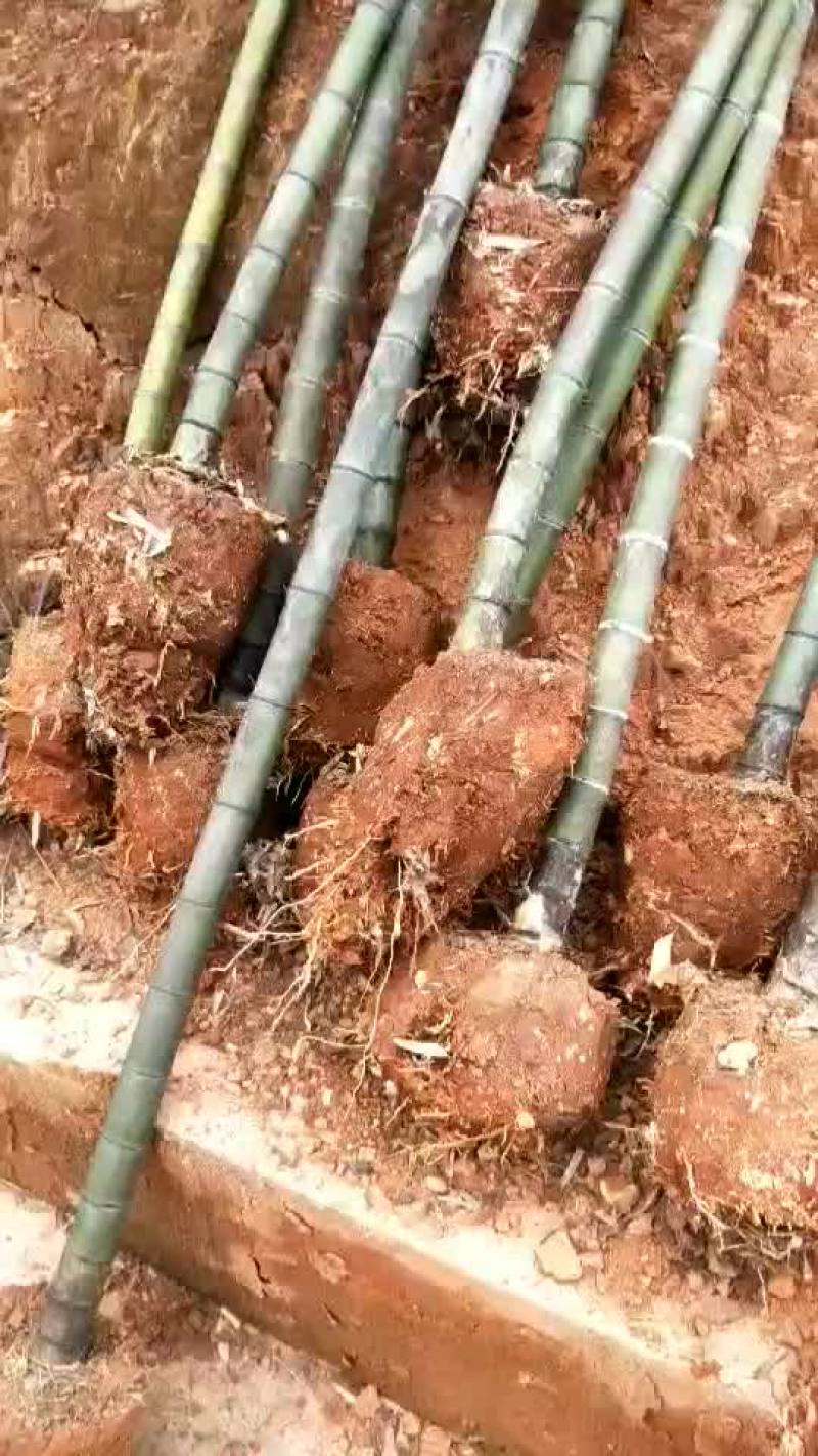 湖南楠竹，贵州楠竹，贵州刚竹