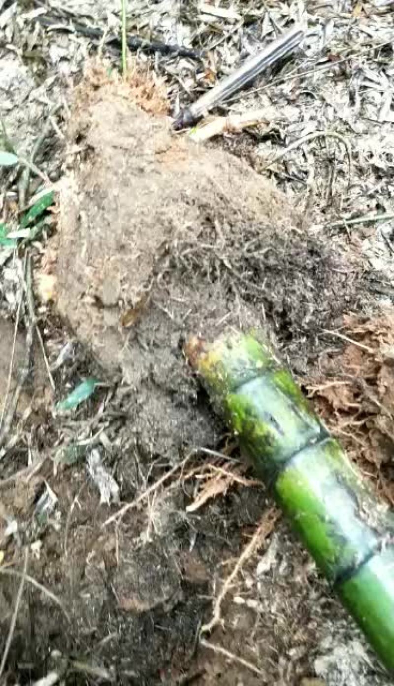湖南楠竹，贵州楠竹，贵州刚竹