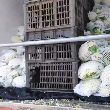 徐州有机花菜青梗散花菜花80天加工厂货，大白菜
