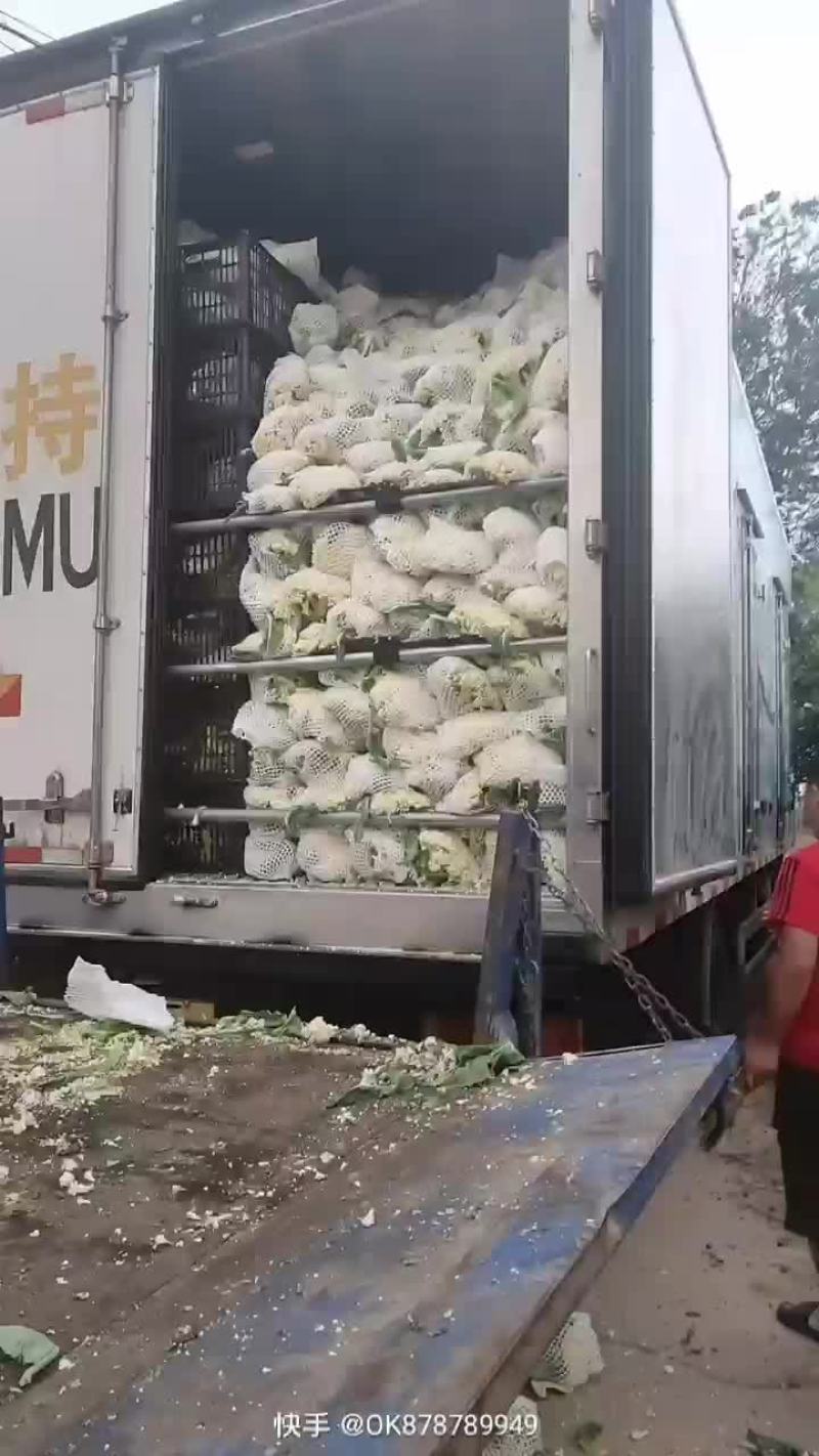 徐州有机花菜青梗散花菜花80天加工厂货，大白菜