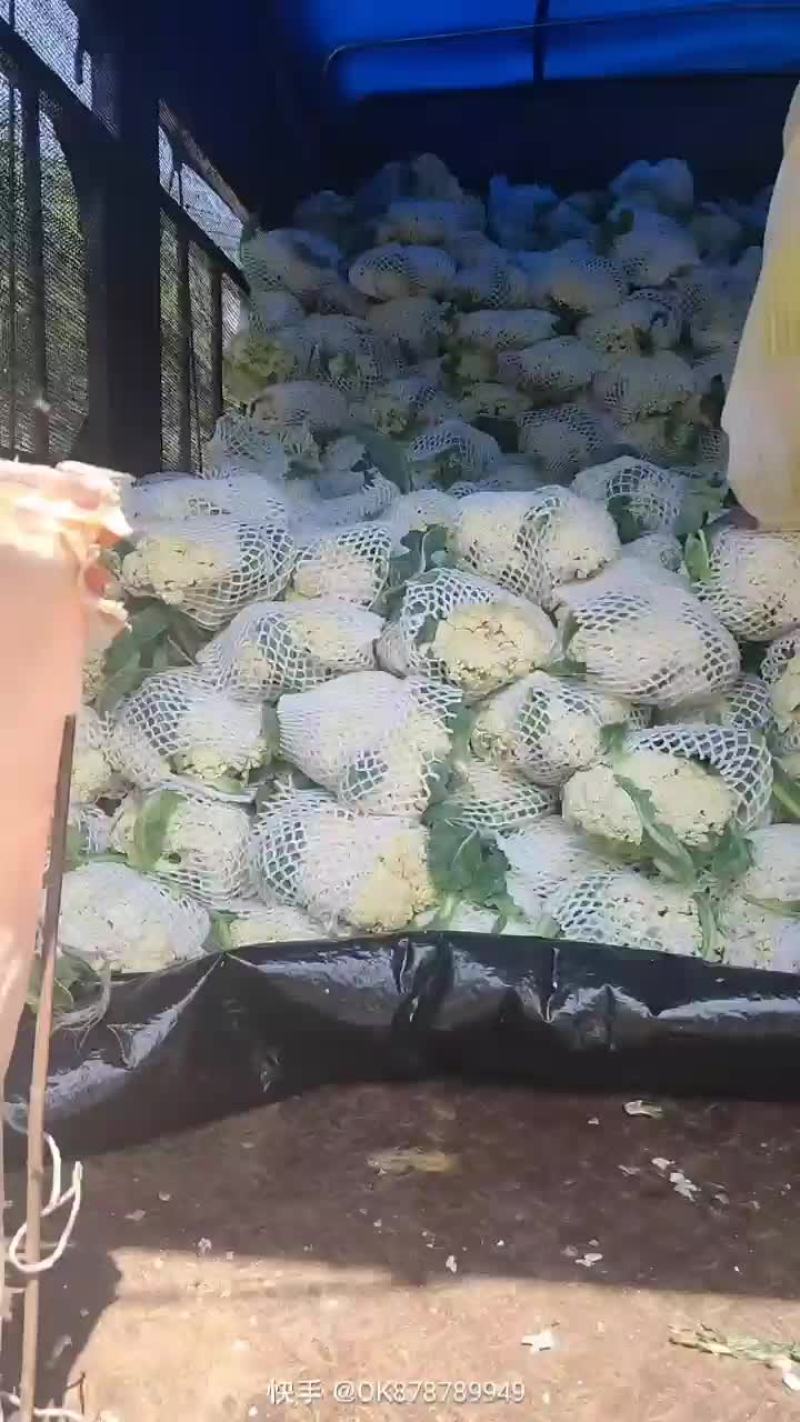 徐州有机花菜青梗散花菜花80天加工厂货，大白菜