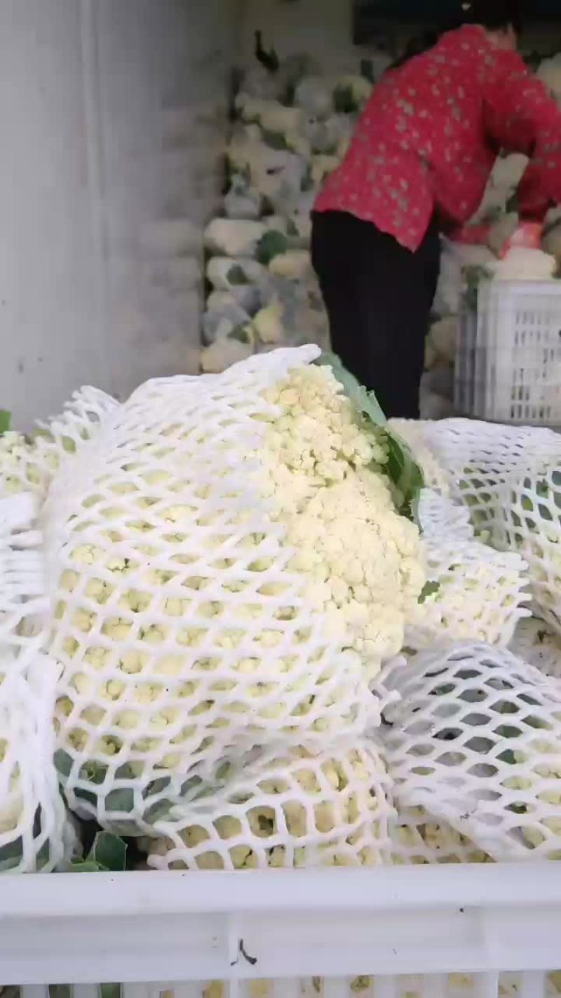 徐州有机花菜青梗散花菜花80天加工厂货，大白菜