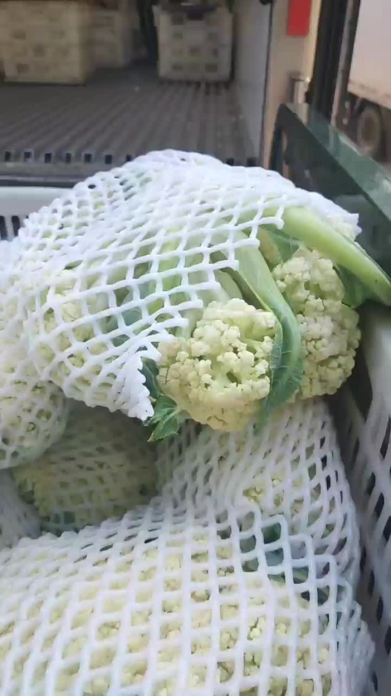 徐州有机花菜青梗散花菜花80天加工厂货，大白菜