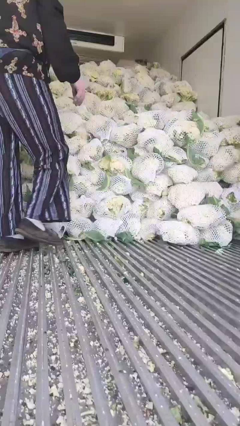 徐州有机花菜青梗散花菜花80天加工厂货，大白菜