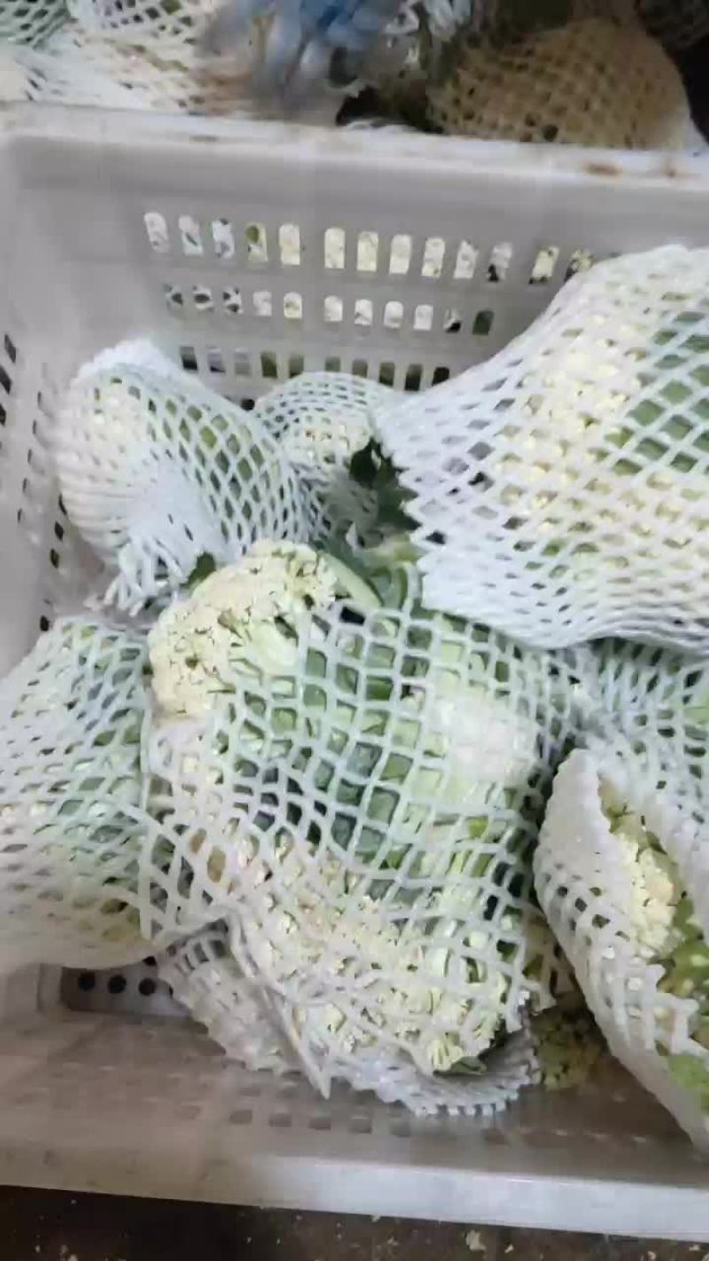 徐州有机花菜青梗散花菜花80天加工厂货，大白菜