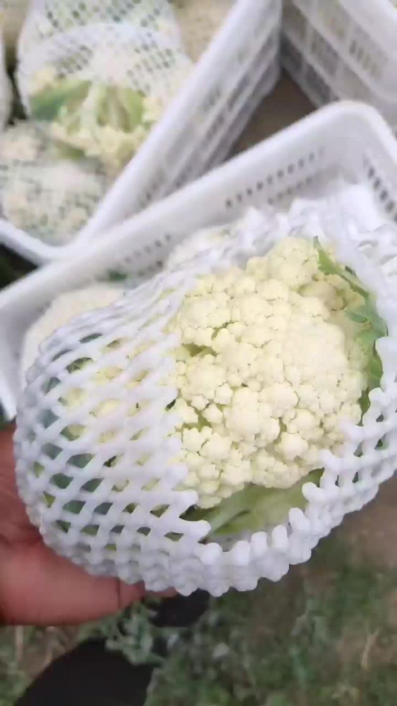 徐州有机花菜青梗散花菜花80天加工厂货，大白菜