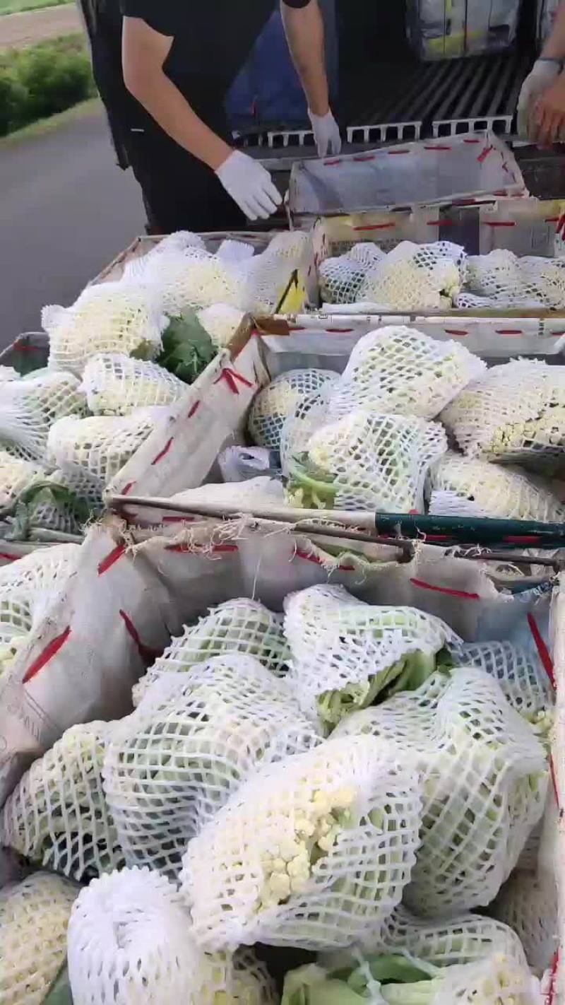 徐州有机花菜青梗散花菜花80天加工厂货，大白菜