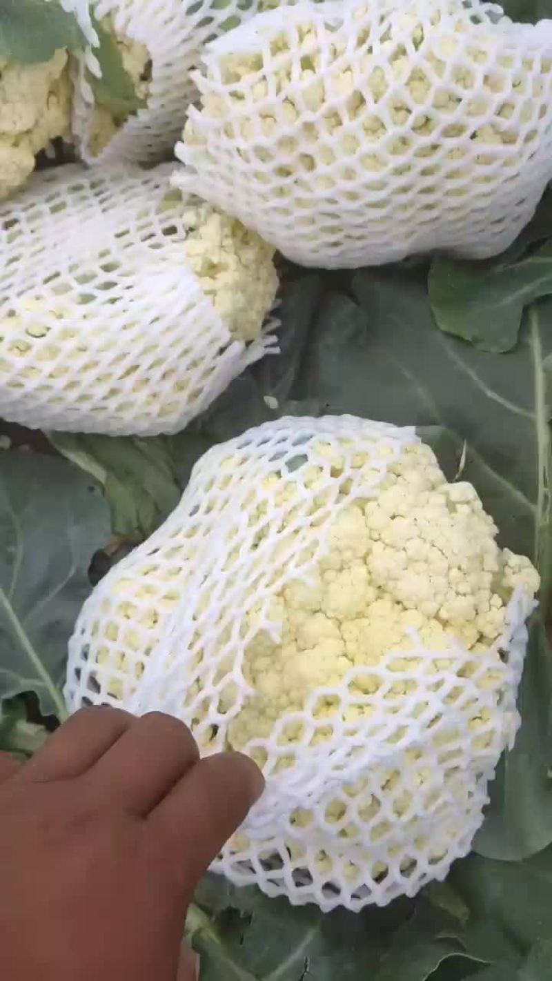 徐州有机花菜青梗散花菜花80天加工厂货，大白菜