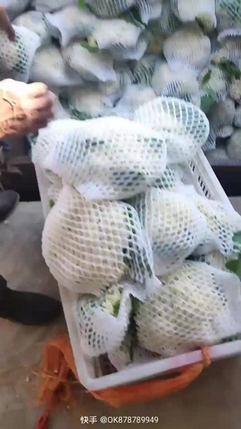 徐州有机花菜青梗散花菜花80天加工厂货，大白菜