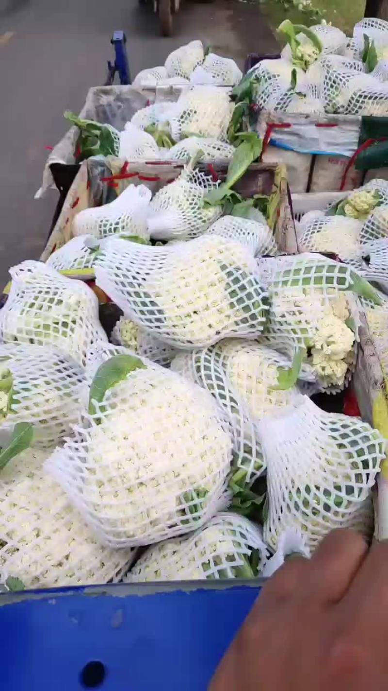 徐州有机花菜青梗散花菜花80天加工厂货，大白菜