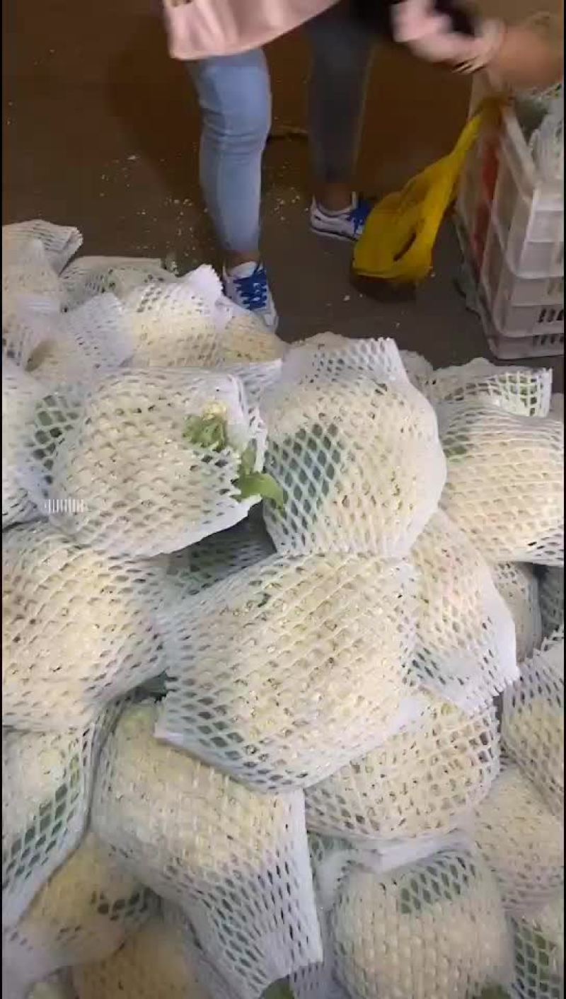 徐州有机花菜青梗散花菜花80天加工厂货，大白菜
