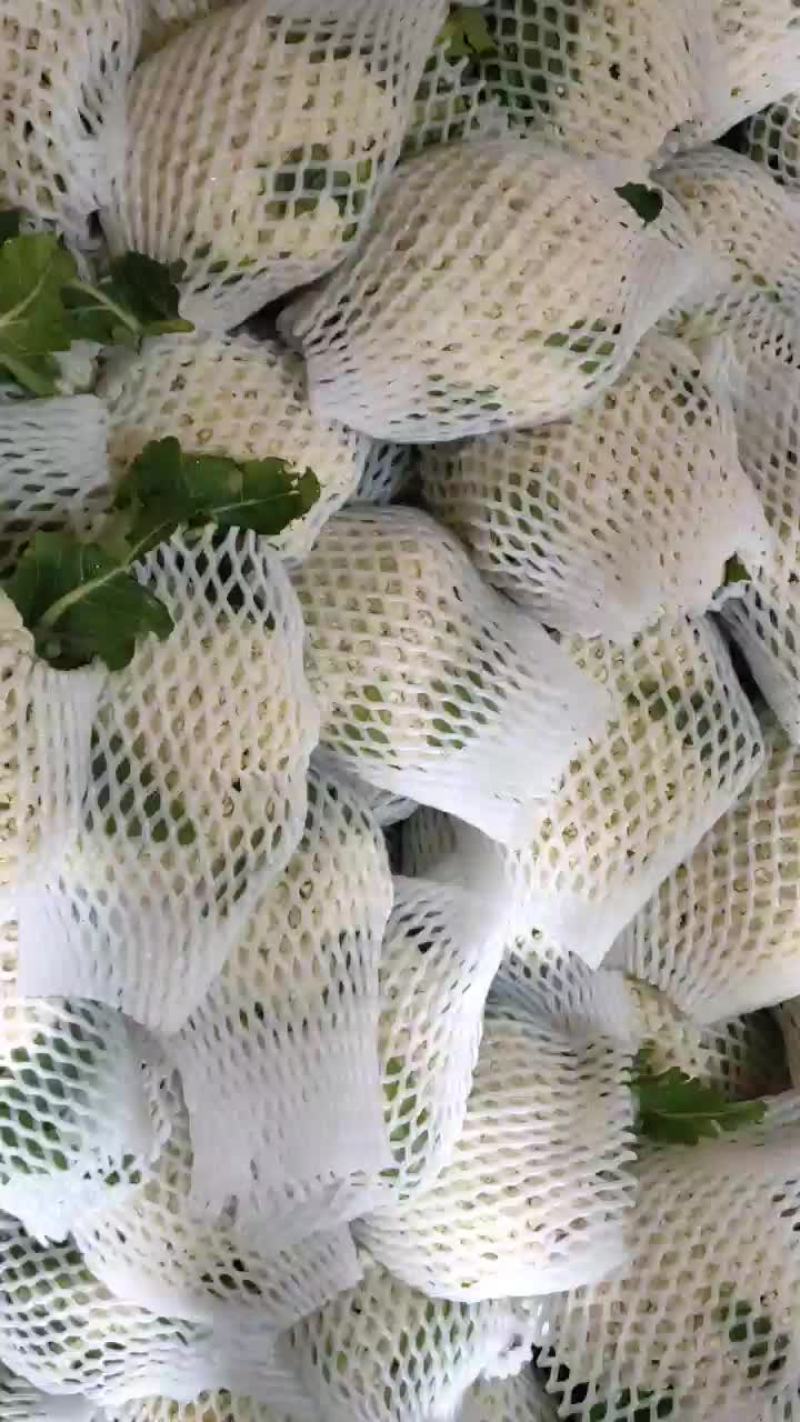 徐州有机花菜青梗散花菜花80天加工厂货，大白菜
