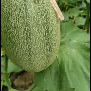 哈密瓜，西州蜜，小蜜25号