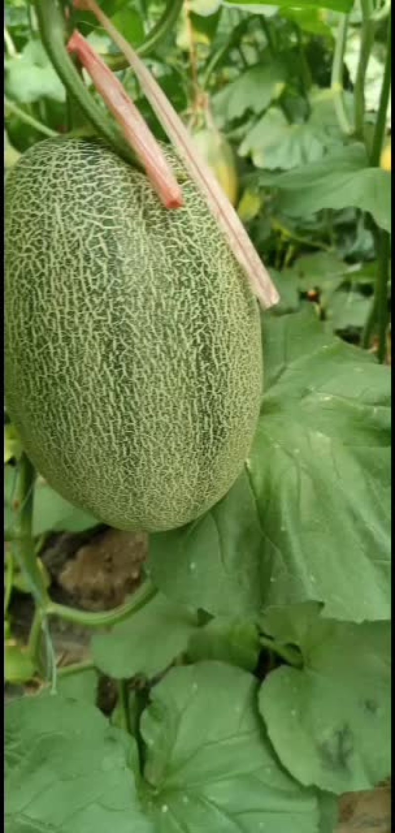哈密瓜，西州蜜，小蜜25号