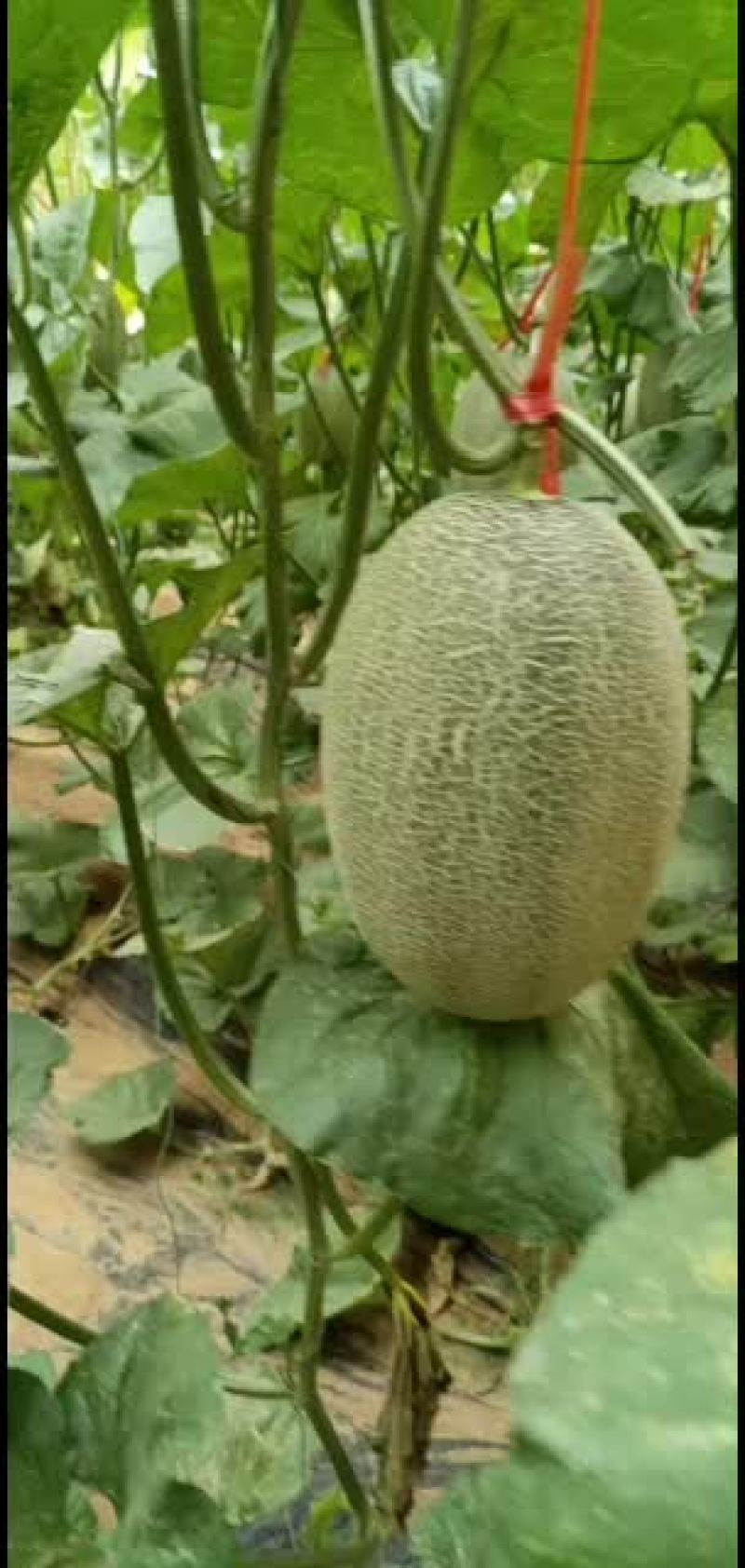 哈密瓜，西州蜜，小蜜25号