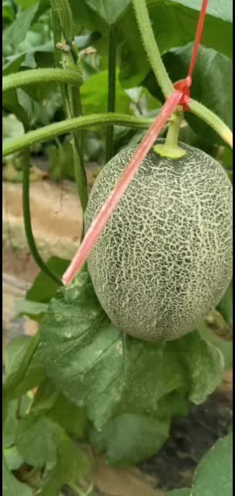哈密瓜，西州蜜，小蜜25号