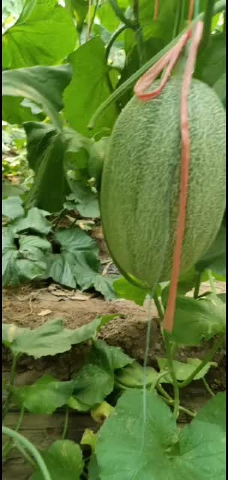 哈密瓜，西州蜜，小蜜25号