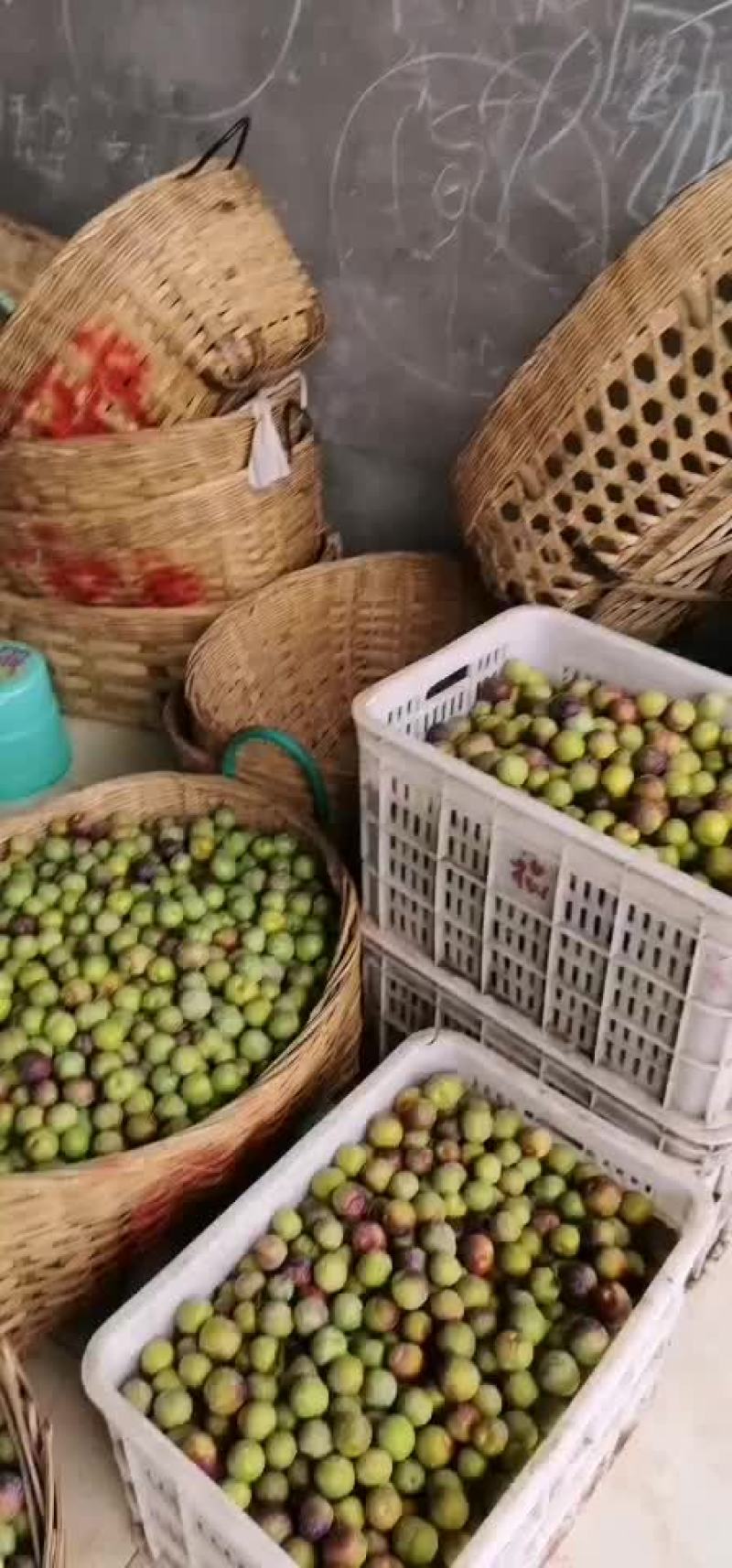 宜宾屏山脆红李，汁多，欢迎订购