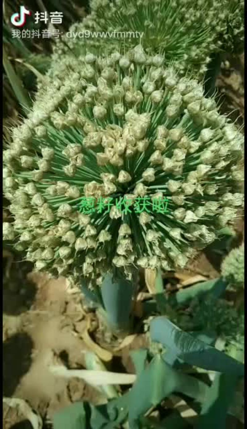 优质葱籽