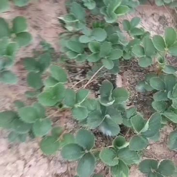 草莓苗