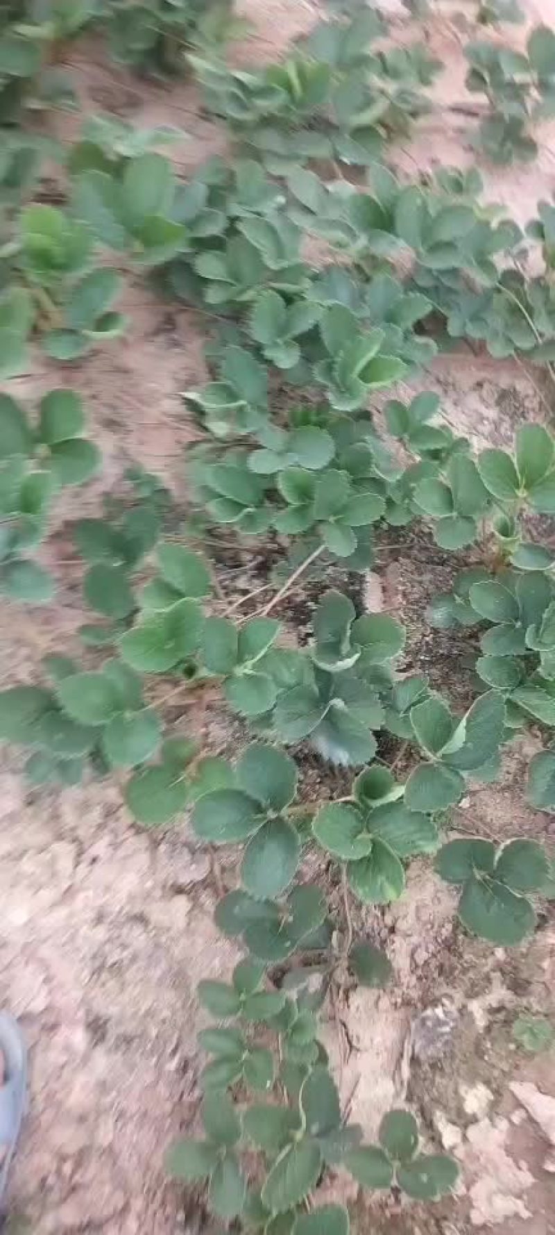 草莓苗