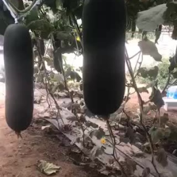 大量上市黑皮冬瓜
