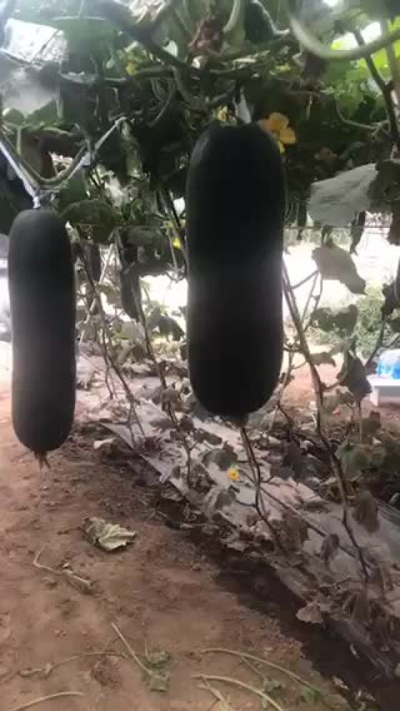 大量上市黑皮冬瓜