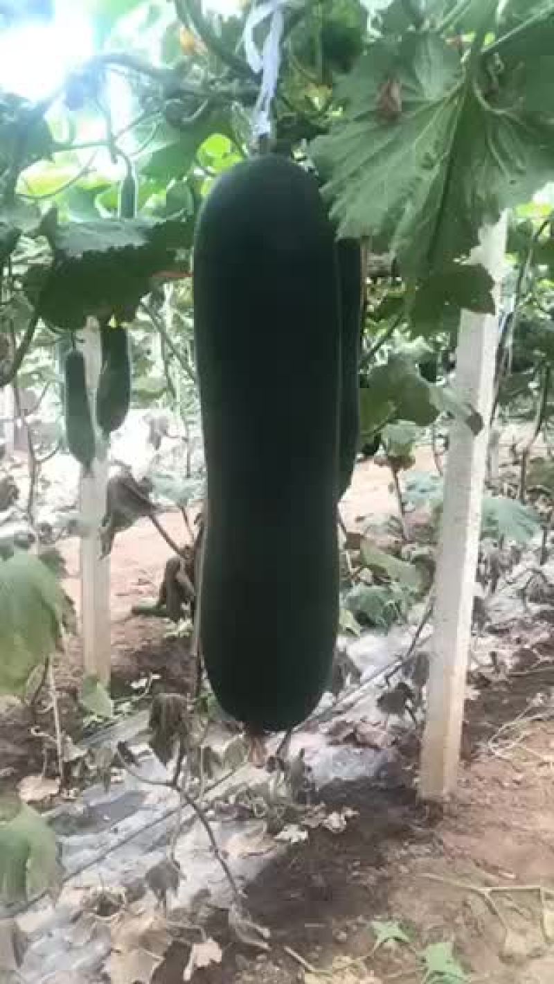 大量上市黑皮冬瓜