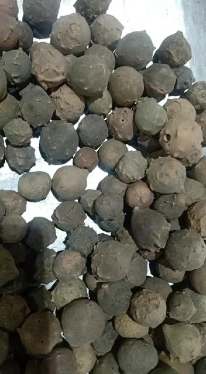 没食子中药材无硫没石子没食子无食子墨石子无石子