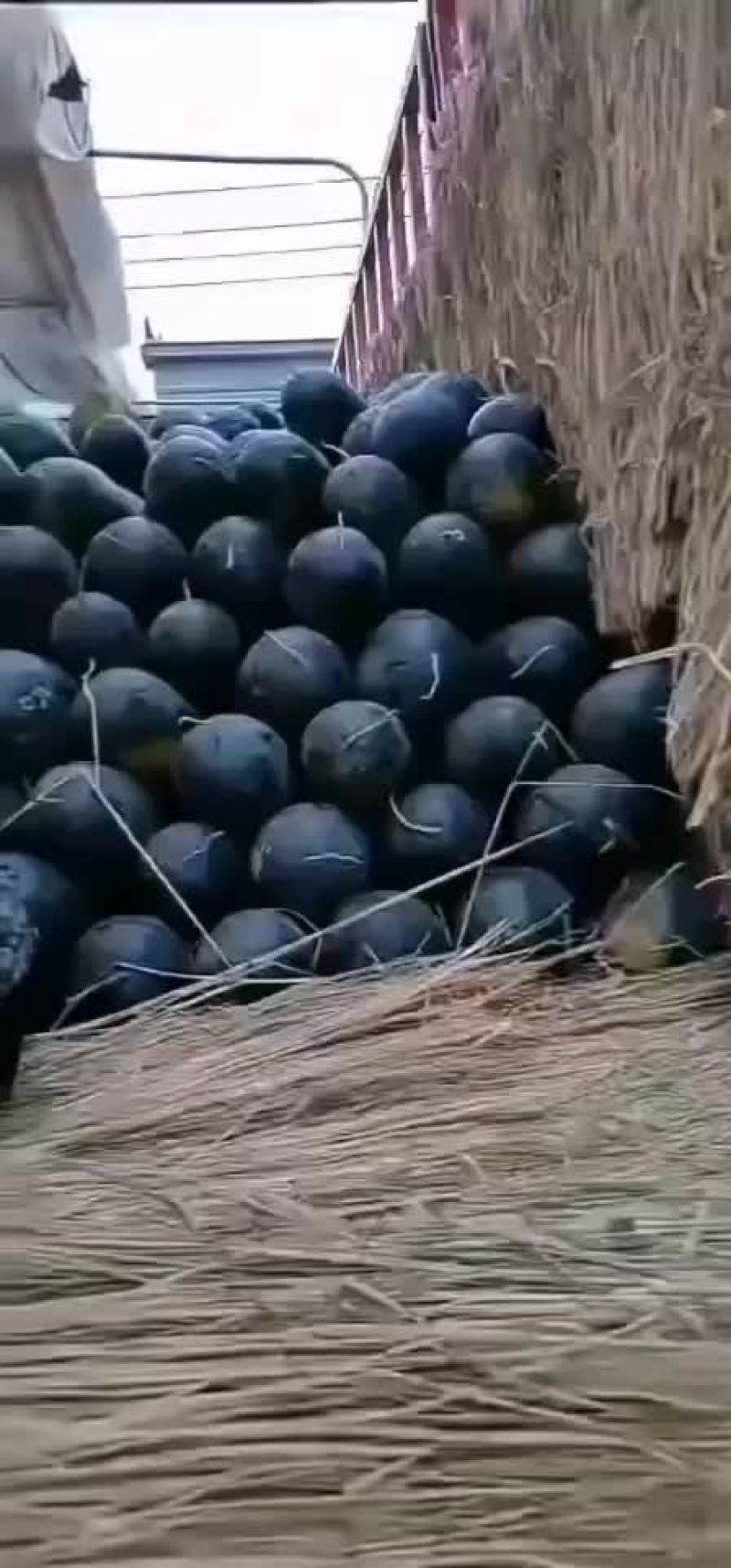 黑美人，黑小宝巳大量上市