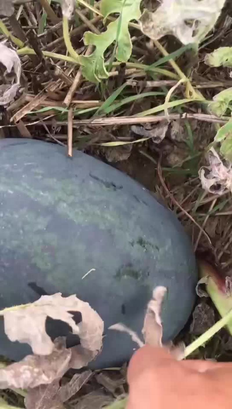 黑美人，黑小宝巳大量上市