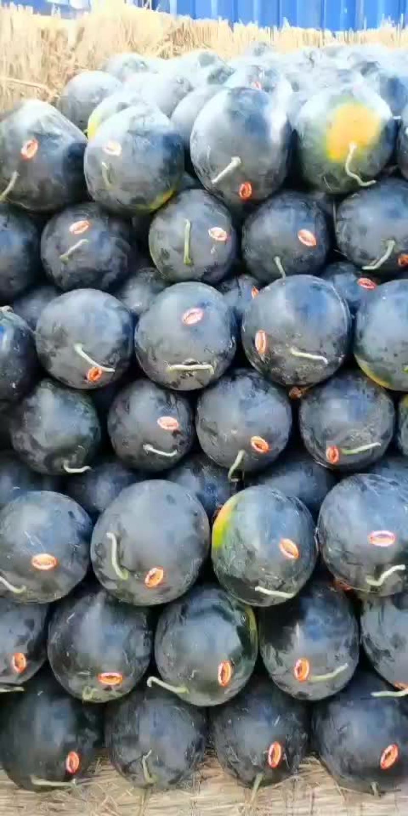 河南万亩黑无籽大量上市