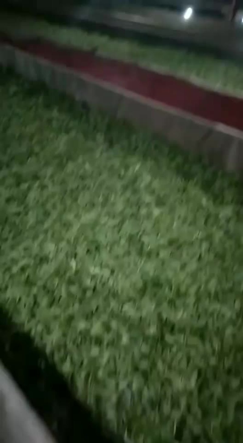 感谢老总们下单新鲜茶叶