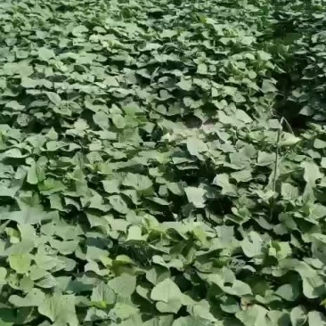 龙薯九大田剪苗慧谷脱毒苗