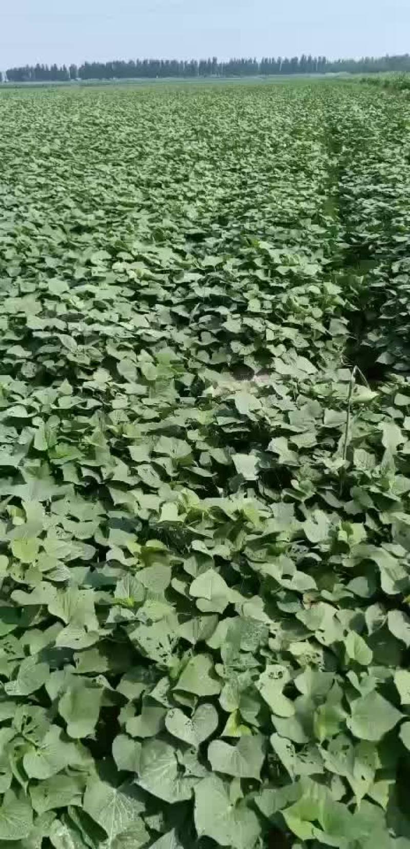 龙薯九大田剪苗慧谷脱毒苗