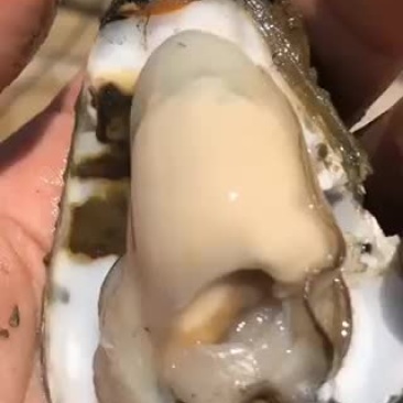 湛江生蚝。现货供应。现在长期都有