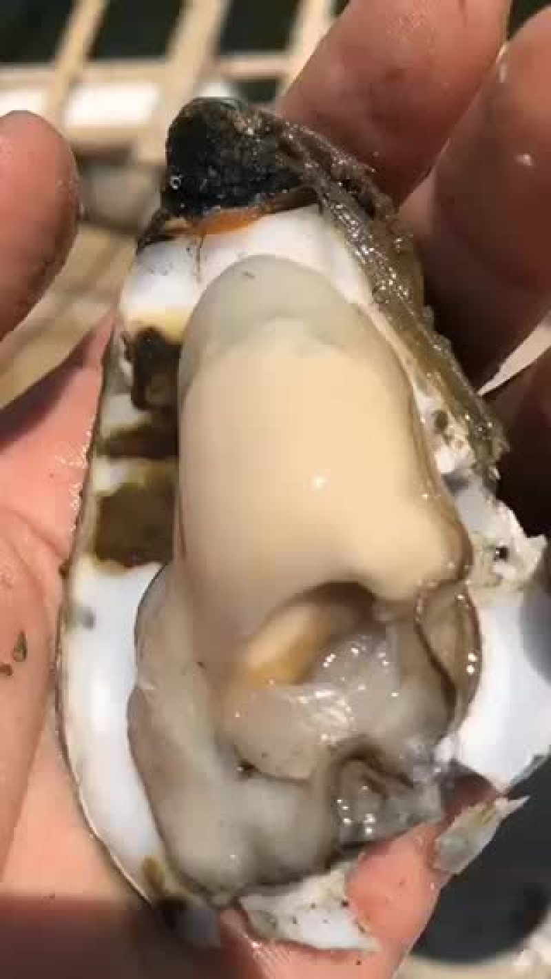 湛江生蚝。现货供应。现在长期都有