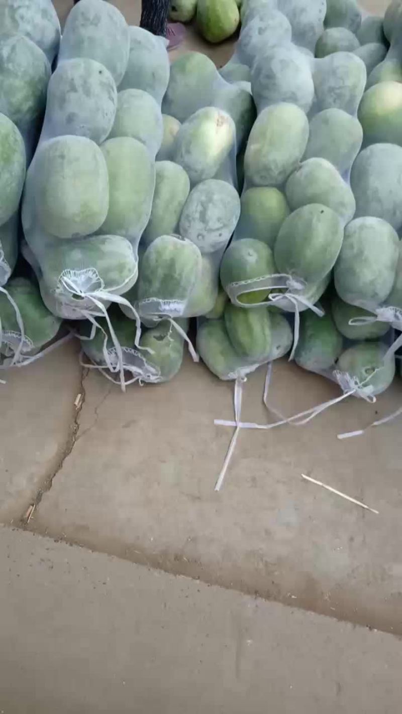 冬瓜大量上市了，质量好，价格低。