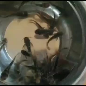 优质黄骨鱼苗，黄颡鱼苗